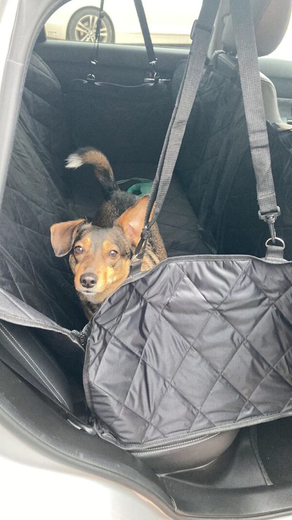 Hátsó ülésvédő huzat kutyáknak autóban kutyussal