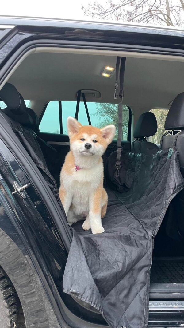 Autós ülésvédő Huzat Kutyáknak Akita