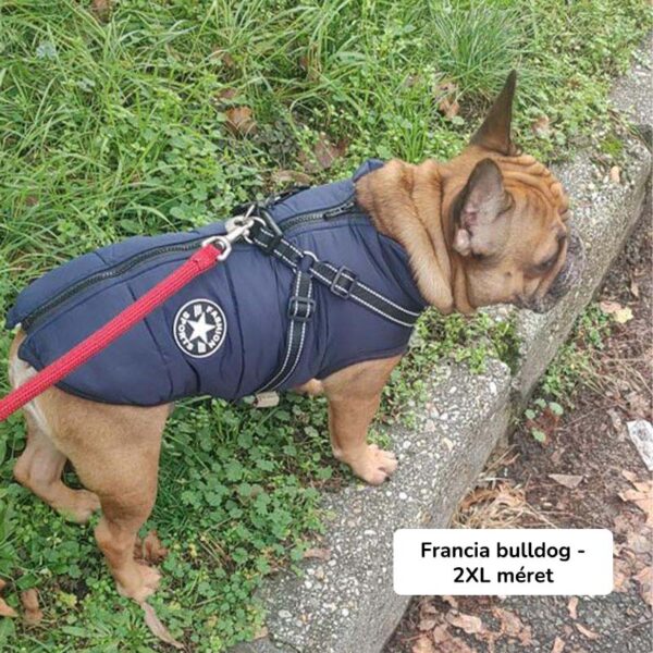 Francia bulldog bélelt téli kutyakabátot visel