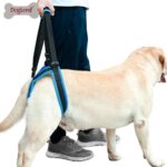 Emelő hám labradoron