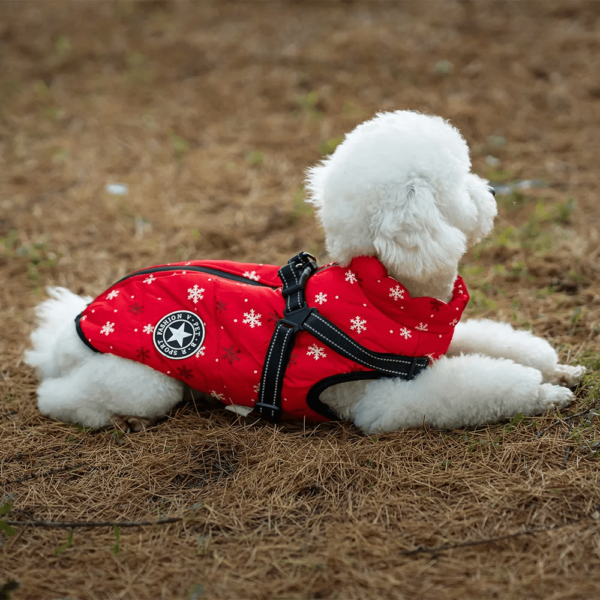 Karácsonyi mintás kutyakabát hámmal bichon frisé